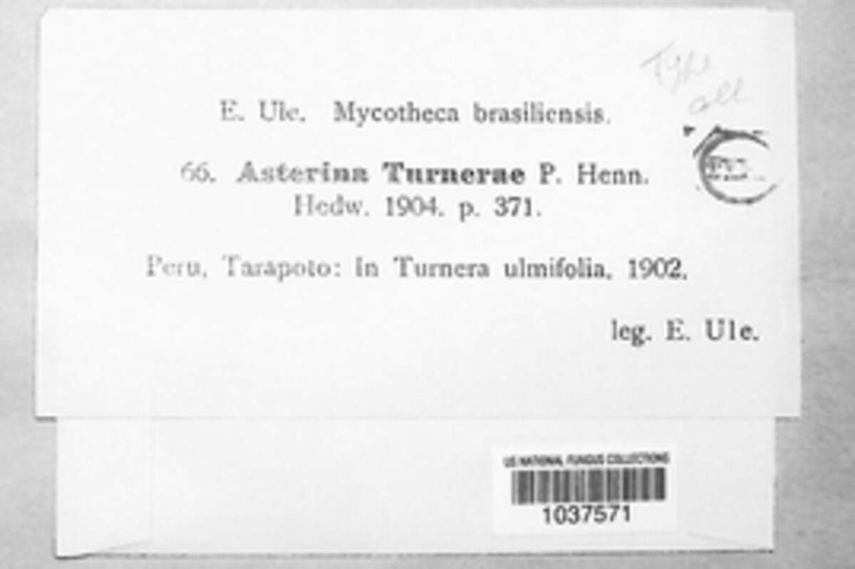 Asterina turnerae image